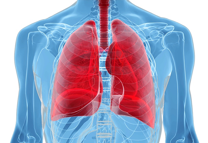 Anatomy Of Human Lungs In X-ray View